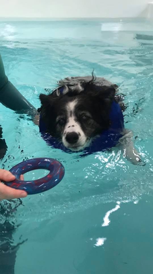 Hydrotherapy - Crossways - Boarding, Hydrotherapy & Grooming