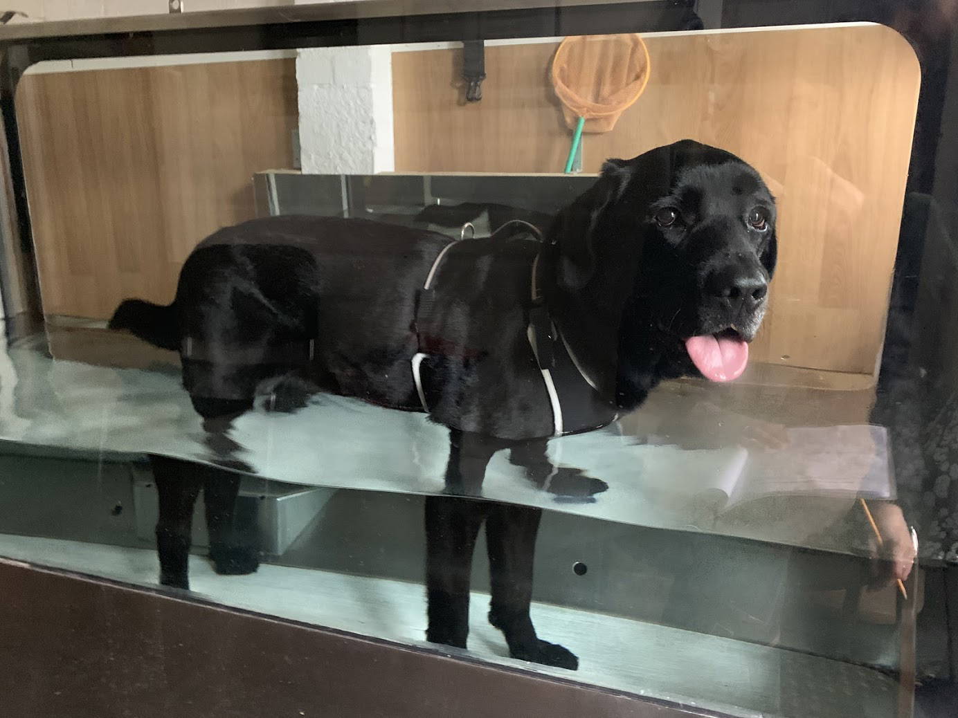 Much-Loved Moose Makes Wonderful Progress